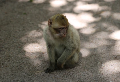 La Montagne des singes alsace