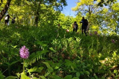 Balade découverte des orchidées sauvages - app.name