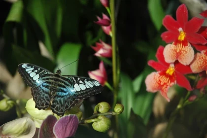 Ticket ohne Anstehen - Jardin des Papillons - Bonjour Alsace