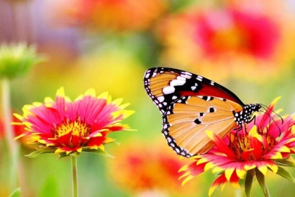 Ticket ohne Anstehen - Jardin des Papillons - Bonjour Alsace