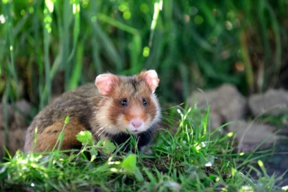 Eintrittskarte-Naturopark - Bonjour Alsace