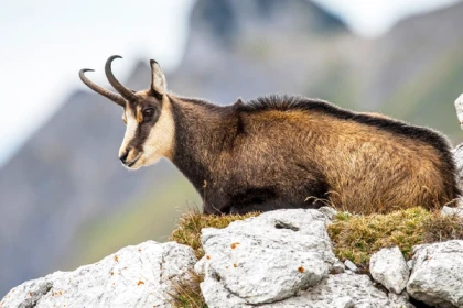 Le champion de nos montagnes, Chamois ! - app.name
