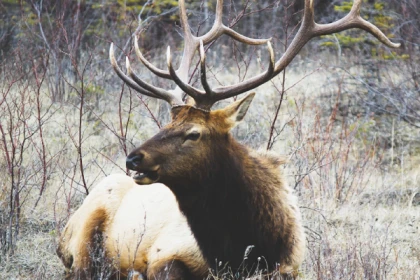 Week-end des animaux de nos montagnes ! - app.name