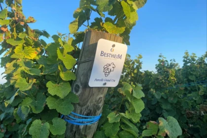 Schatzsuche in den Marckrainer Weinbergen - Bonjour Alsace