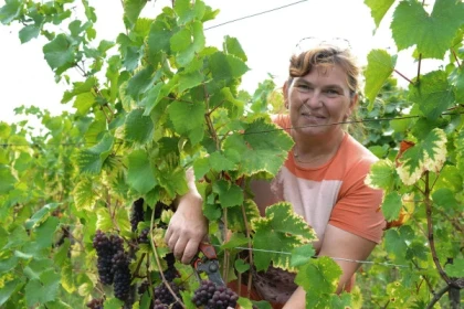 Wagen Sie Elsässer Weine mit einem femininen Touch & VIP-Winzerpicknick - Bonjour Alsace