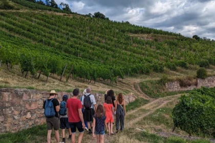 Von der Rebe ins Glas [Weinberg | Keller | Verkostung] - Bonjour Alsace