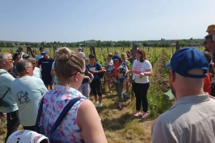 Wagen Sie Elsässer Weine mit einem femininen Touch & VIP-Winzerpicknick - Bonjour Alsace