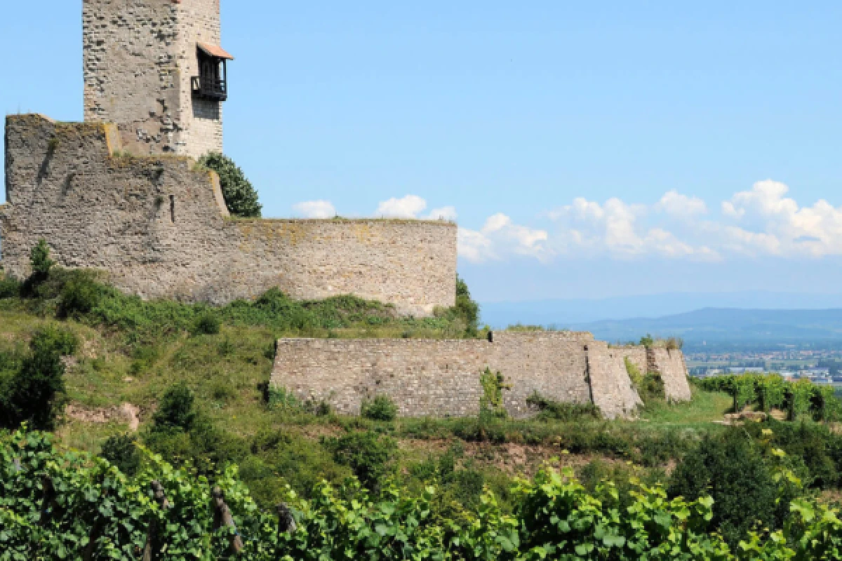 elsässische Weinberge und Verkostung - Bonjour Alsace