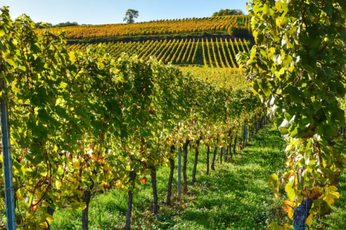 elsässische Weinberge und Verkostung - Bonjour Alsace