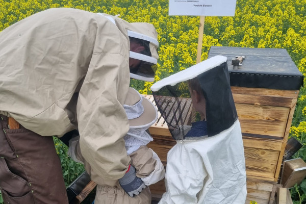 Bienenvolk erstellen - Bonjour Alsace