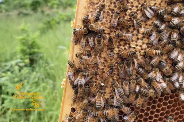 Bienenvolk hautnah - Bonjour Alsace