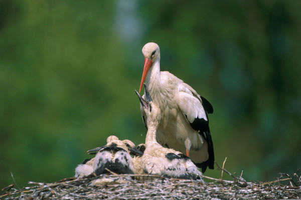Eintrittskarte-Naturopark - Bonjour Alsace