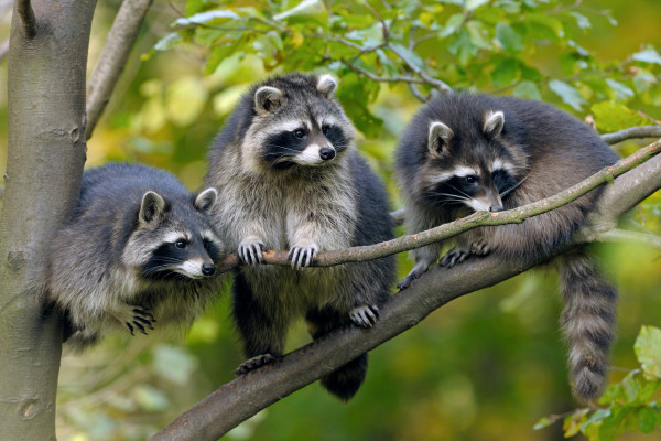 Eintrittskarte-Naturopark - Bonjour Alsace