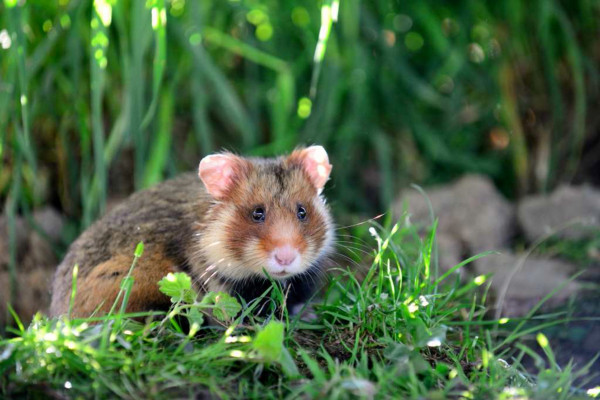 Eintrittskarte-Naturopark - Bonjour Alsace