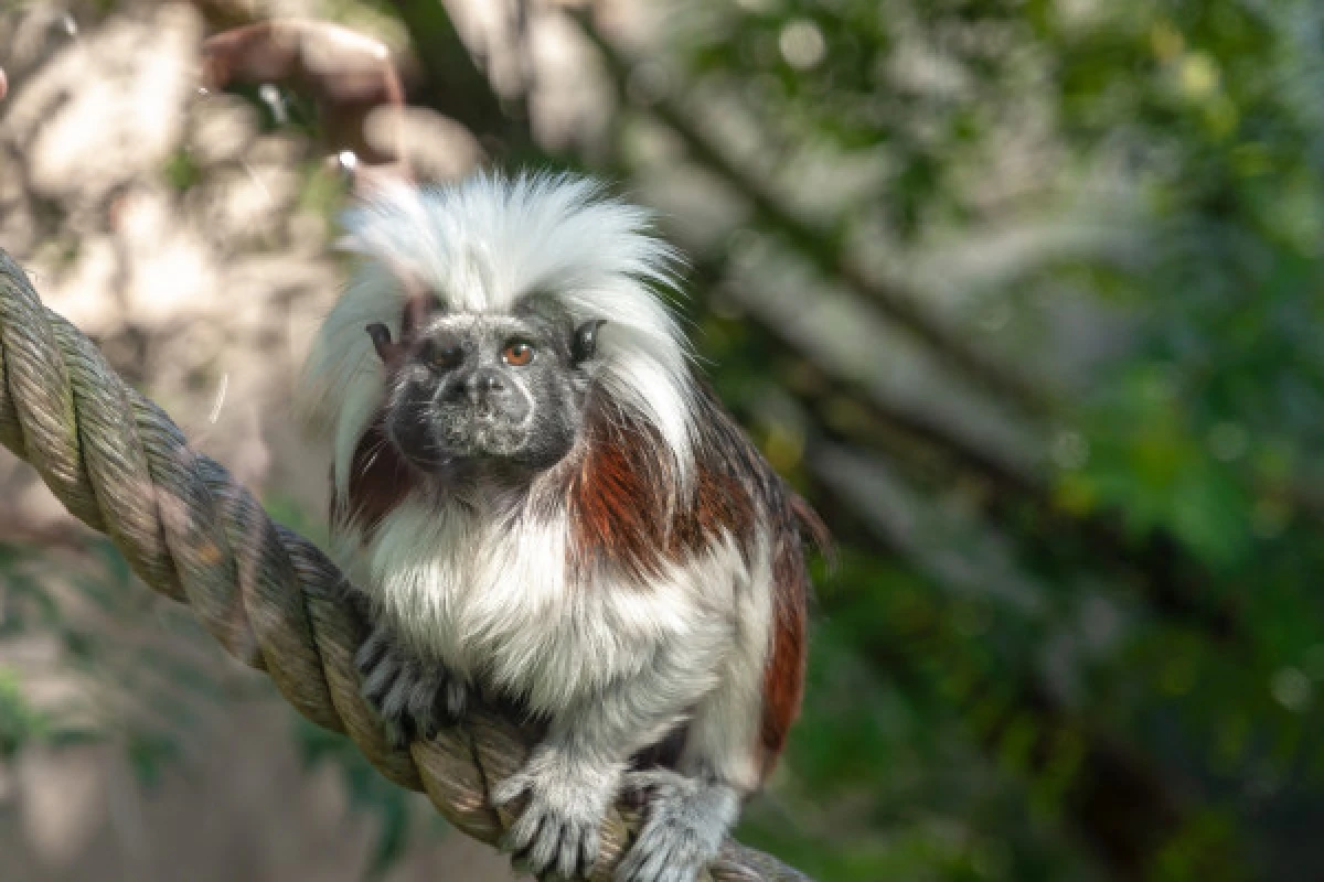 Eintrittskarte- Zoo von Mulhouse - Bonjour Alsace