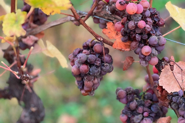 Weihnachtskeller - Die Geheimnisse der Spätlese - Bonjour Alsace