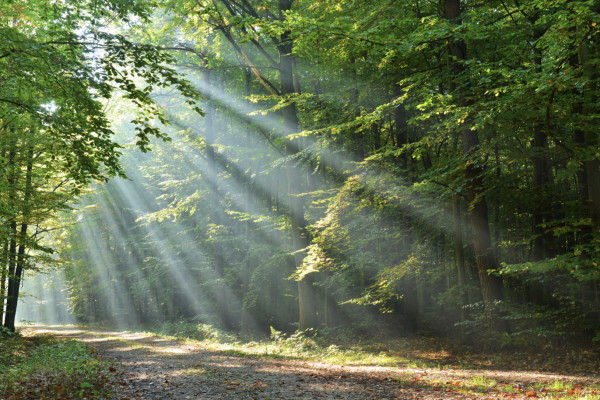 DIGITALE SCHNITZELJAGD ZU FUSS ODER MIT DEM FAHRRAD - Bonjour Alsace