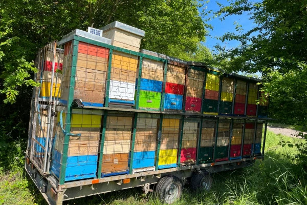 Honig-Verkostung für zwei Personen - Bonjour Alsace Honig-Verkostung für zwei Personen - Bonjour Alsace