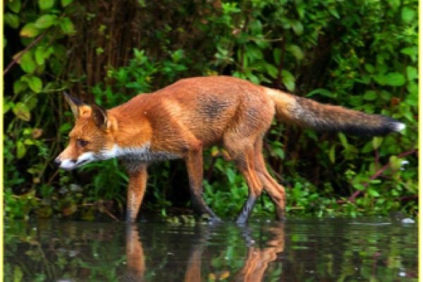 Schnitzeljagd auf den Spuren der Tiere - Bonjour Alsace
