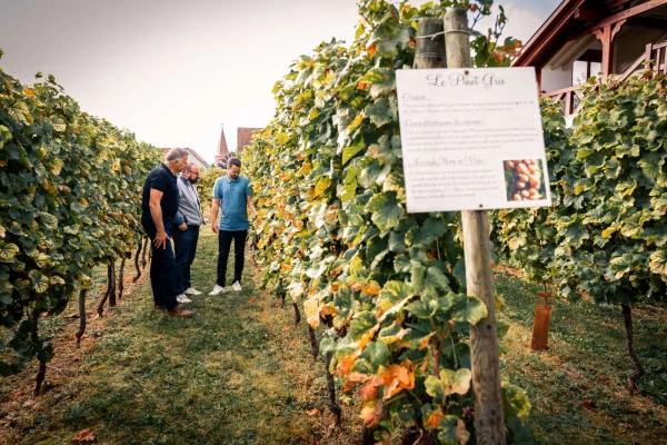 Parenthèse Vigneronne 'Einführung in die Weinverkostung' - Verkostung - Bonjour Alsace