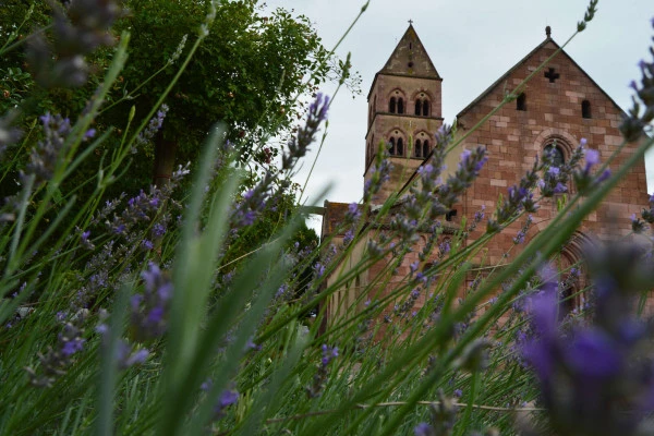 Besichtigung 'Sigolsheim und der berühmte Wein von Sigold' - Bonjour Alsace