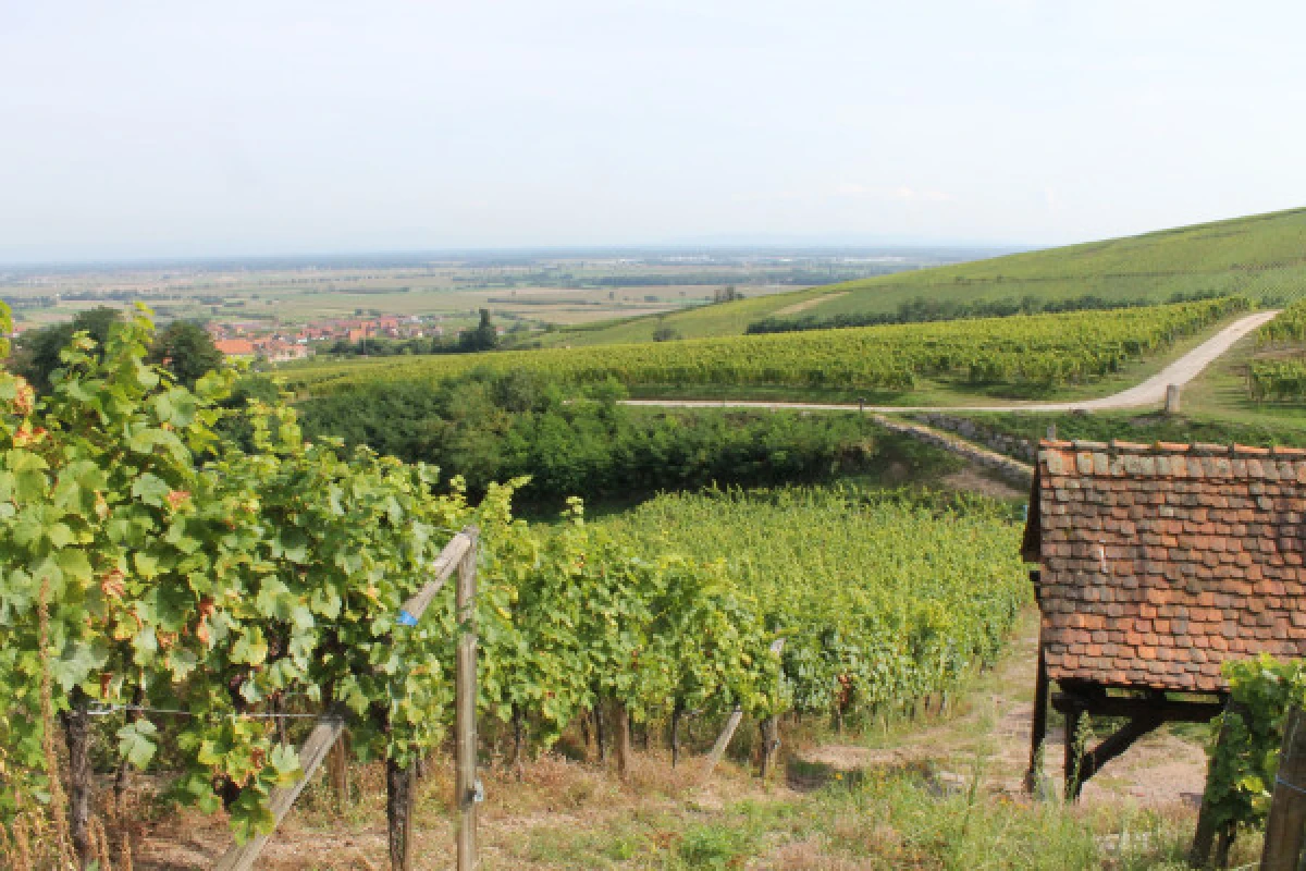 Gourmet- und Weinspaziergang  - Bonjour Alsace