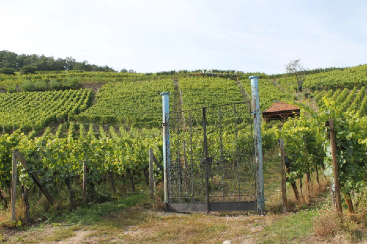 Gourmet- und Weinspaziergang  - Bonjour Alsace